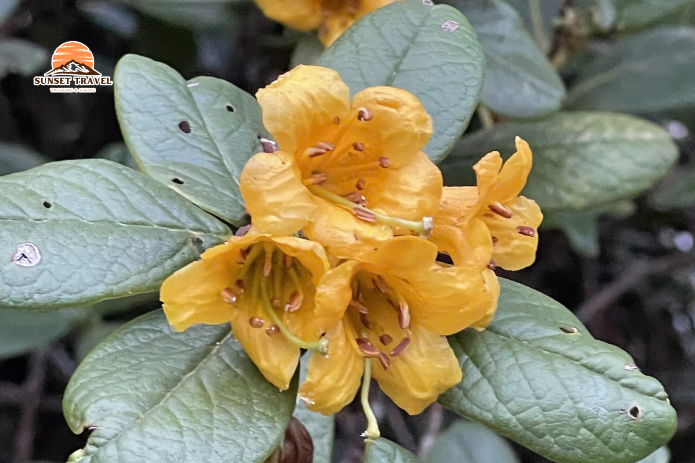 Tour trekking Tả Liên Sơn - Hoa đỗ quyên vàng