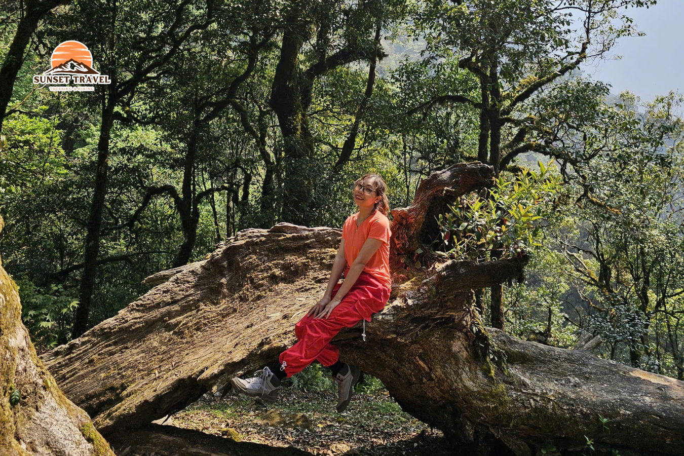 Tour trekking Tả Liên Sơn -cây cổ thụ